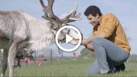 Are reindeer better than people?